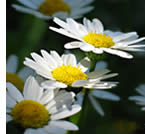 Image of bright summer daisies representing hope